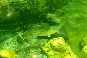 activité plongée apnée rivière Assemetquagan rapides faune flore saumon forfait guidé gaspésie