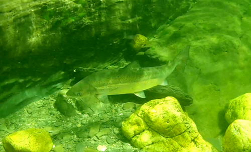 activité plongée apnée rivière Assemetquagan rapides faune flore saumon forfait guidé gaspésie